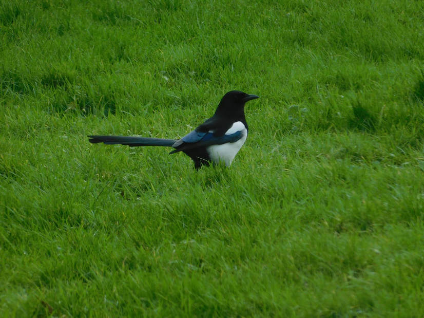 wild life blog news Ireland magpie